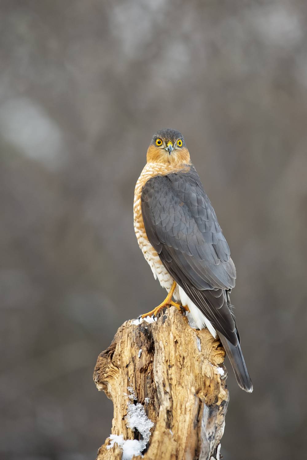 природа, Валерий Черняк