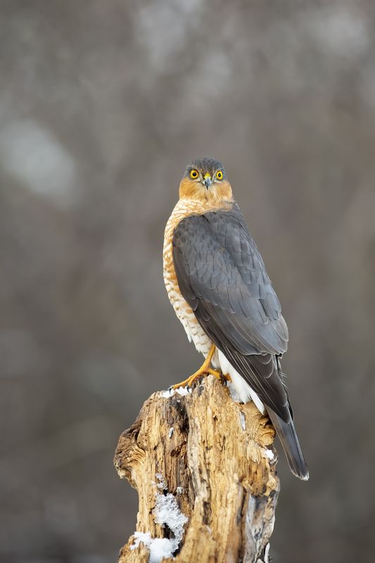 Ястреб перепелятник фото превью