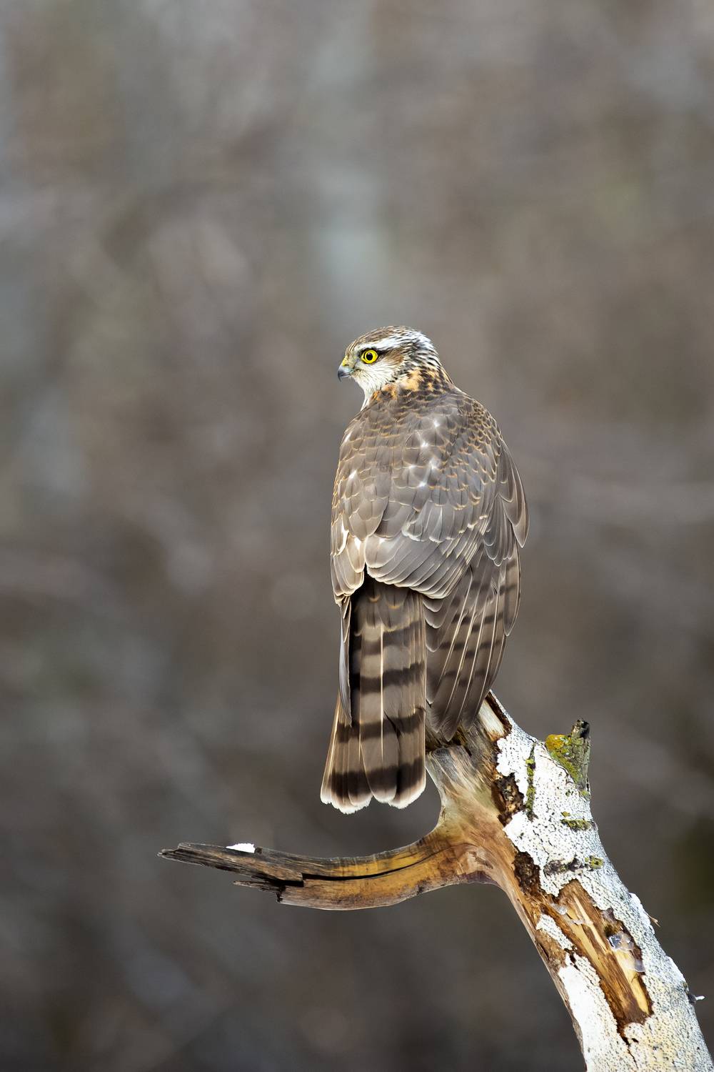 природа, Валерий Черняк