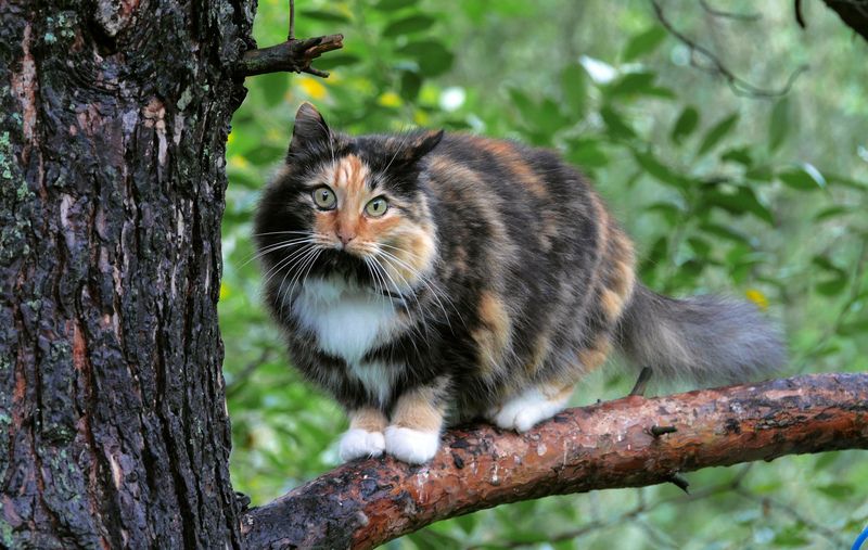 Ося,кошка  фото превью