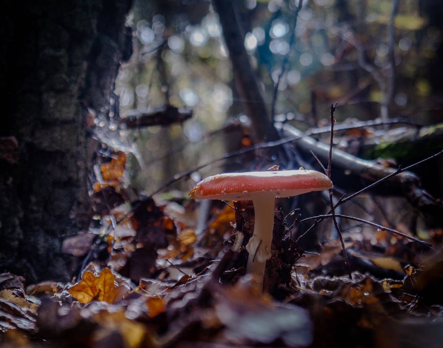 природа,грибы, Виктор Парщиков