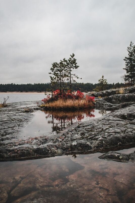 Карелия, республика Карелия, природа Карелии, Лахденпохья, Сортавала, туман, Ладога, Ладожское озеро, Ладожские шхеры Яркий островок фото превью