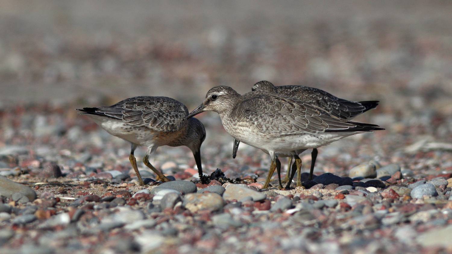 исландский песочник, кулик, calidris canutus, red knot, куршская коса, балтийское море, Бондаренко Георгий
