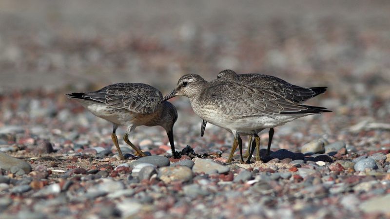 исландский песочник, кулик, calidris canutus, red knot, куршская коса, балтийское море Сообразим на троих? фото превью