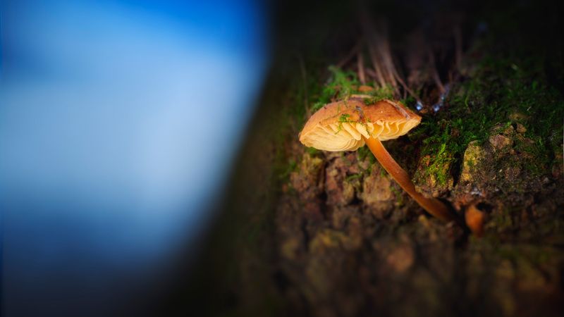 гриб Грибок фото превью