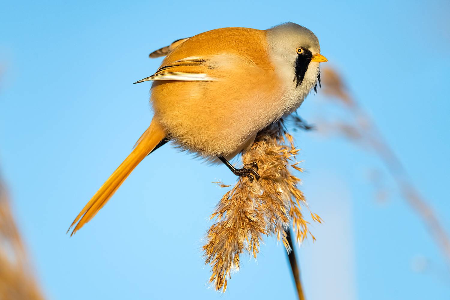 , Абросимов Александр