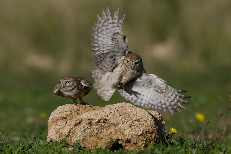 Little owls  фото превью