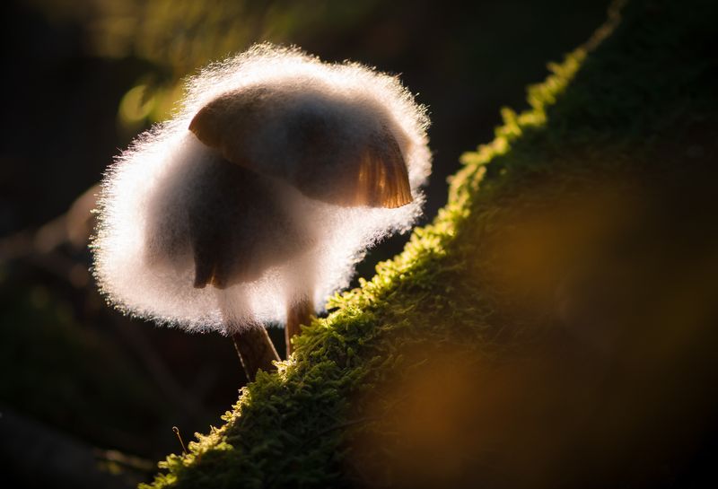 опята, опёнок зимний Двое на закате фото превью
