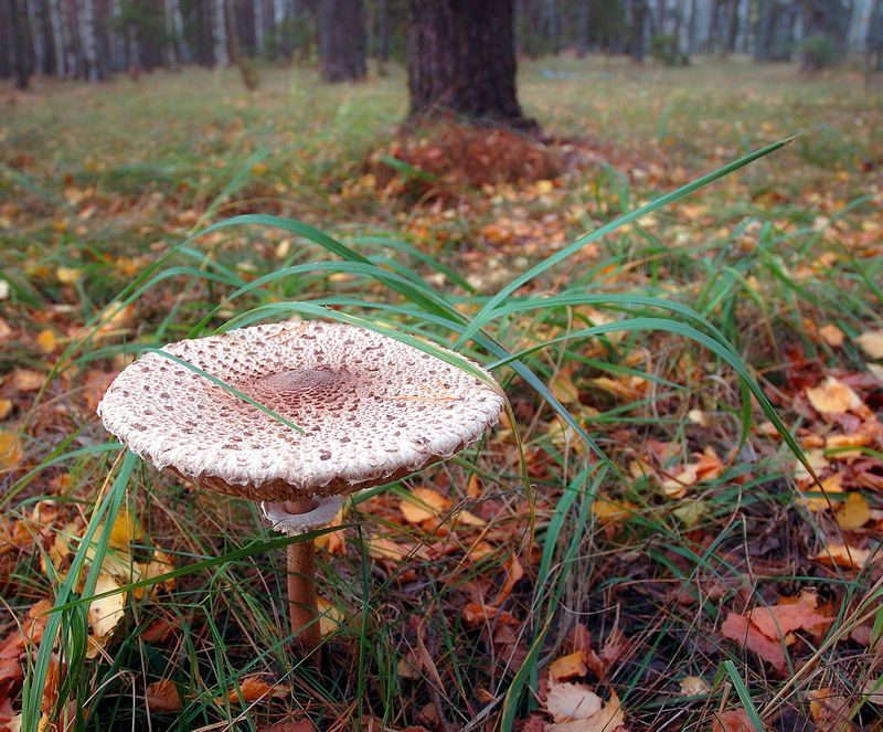 Зонтик фото превью