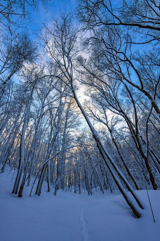 зима, лес, закат Зимней тропой.. фото превью