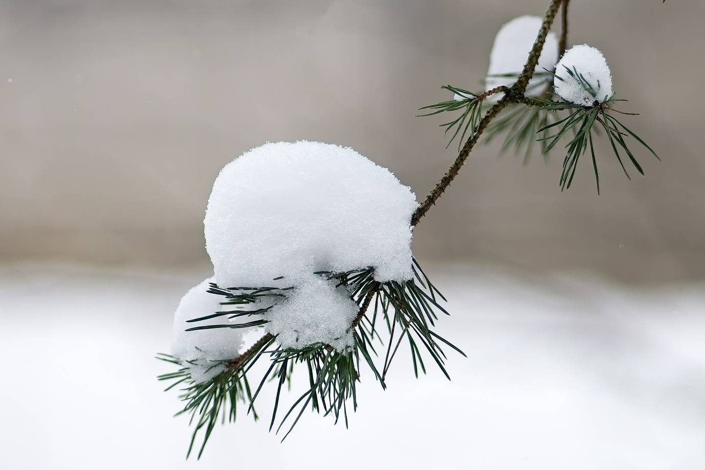 , Орлов Олег