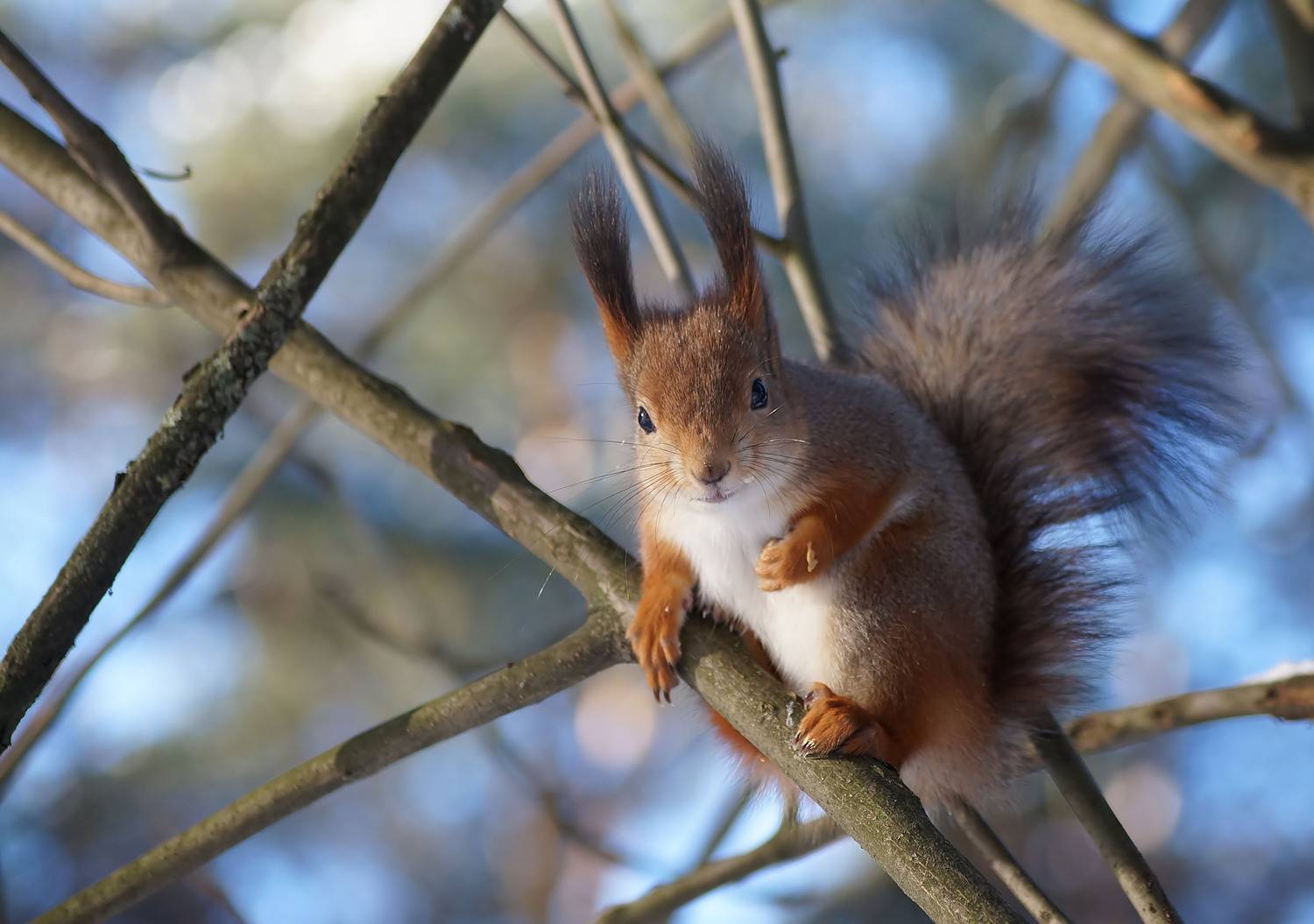 Белка, Чепленко Алексей