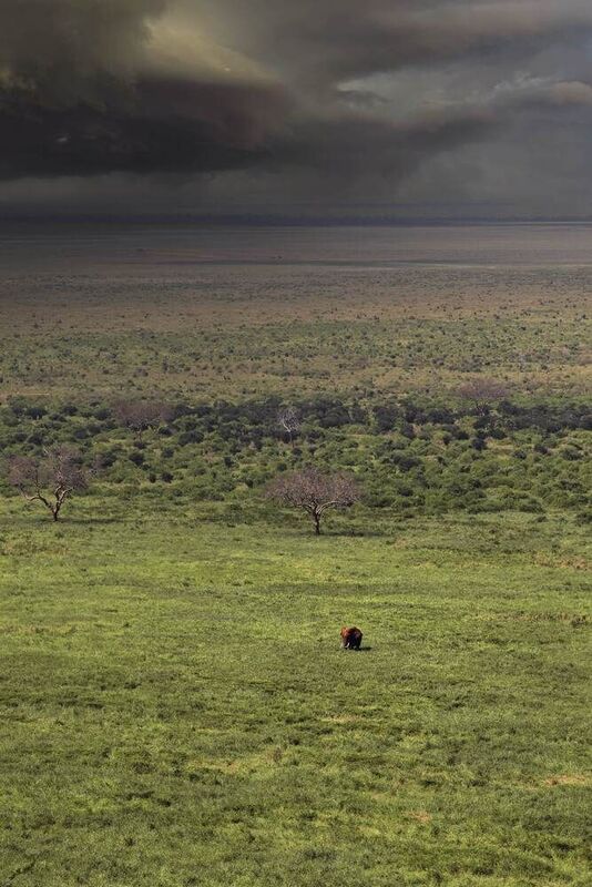 Kenya Little Giant фото превью