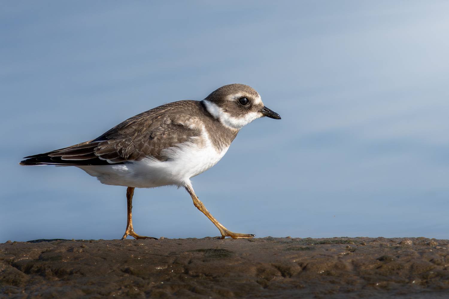 wildlife, birdwatching, nature, bird photography, птица, фотоохота, природа, галстучник, зуек , Полина Шальнева