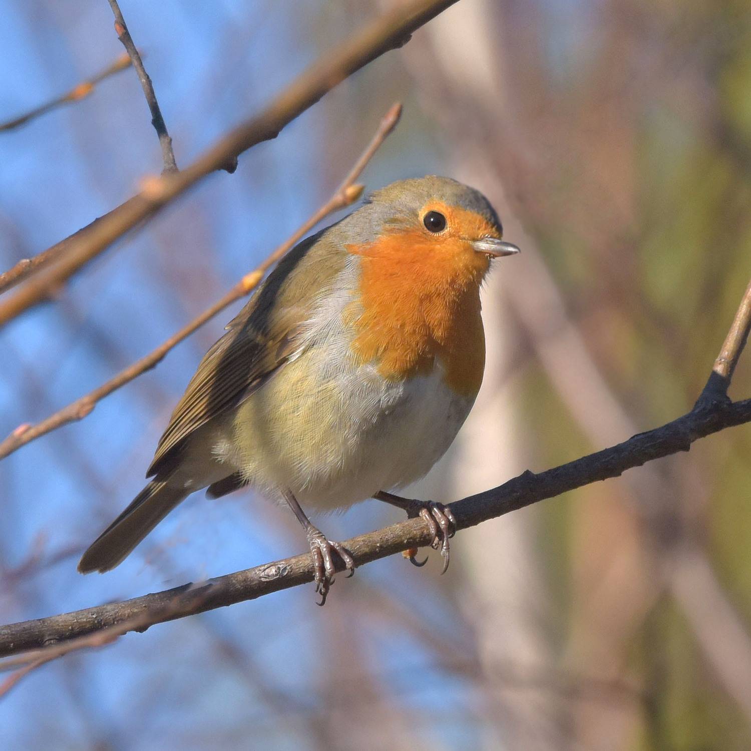зарянка, интерес,любопытство., Белоусов Михаил