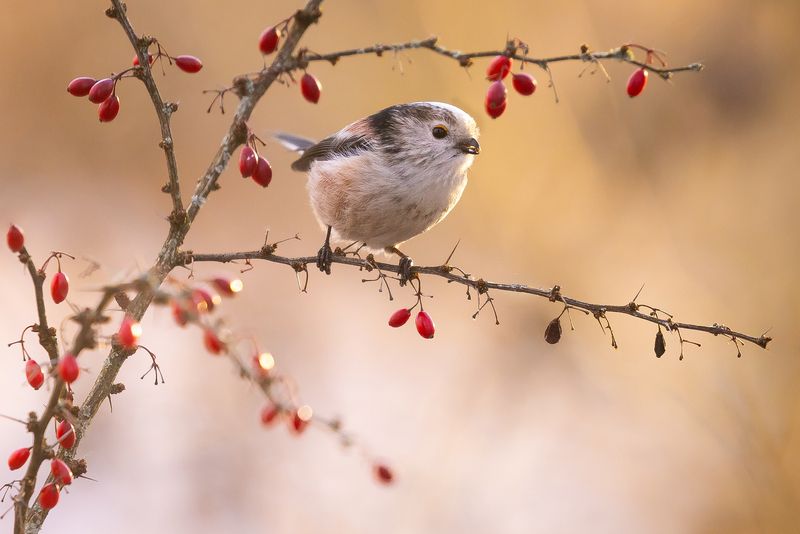 Long-tailed Ti фото превью