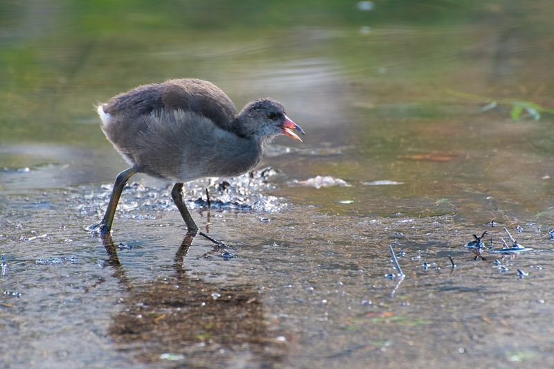 *Камышницы на пруду фото превью