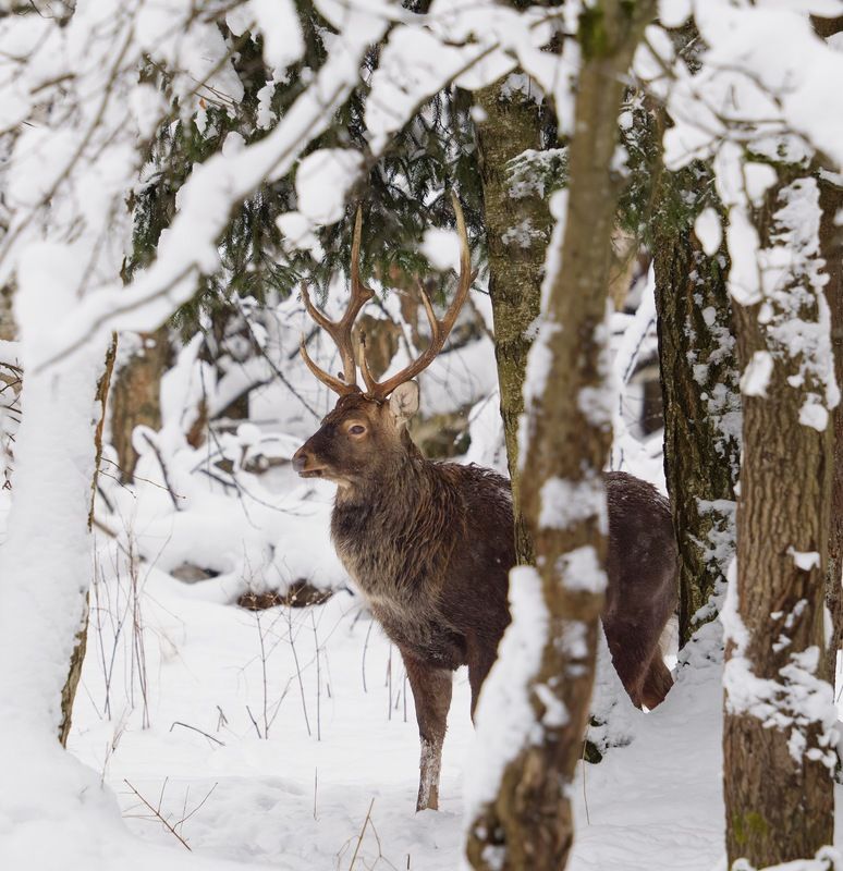 С Наступившим! фото превью