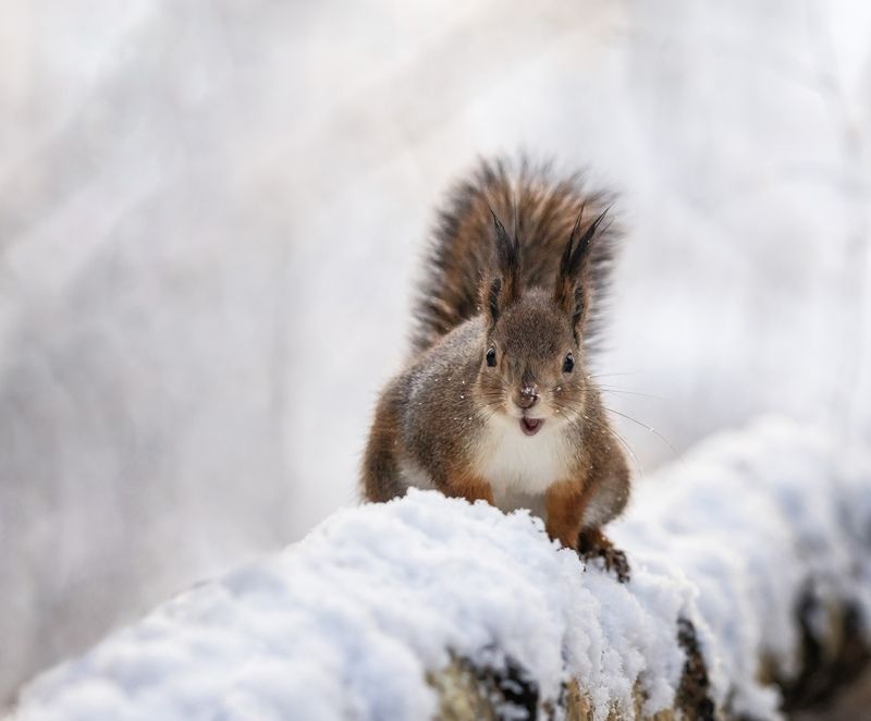 как орехи подорожали фото превью