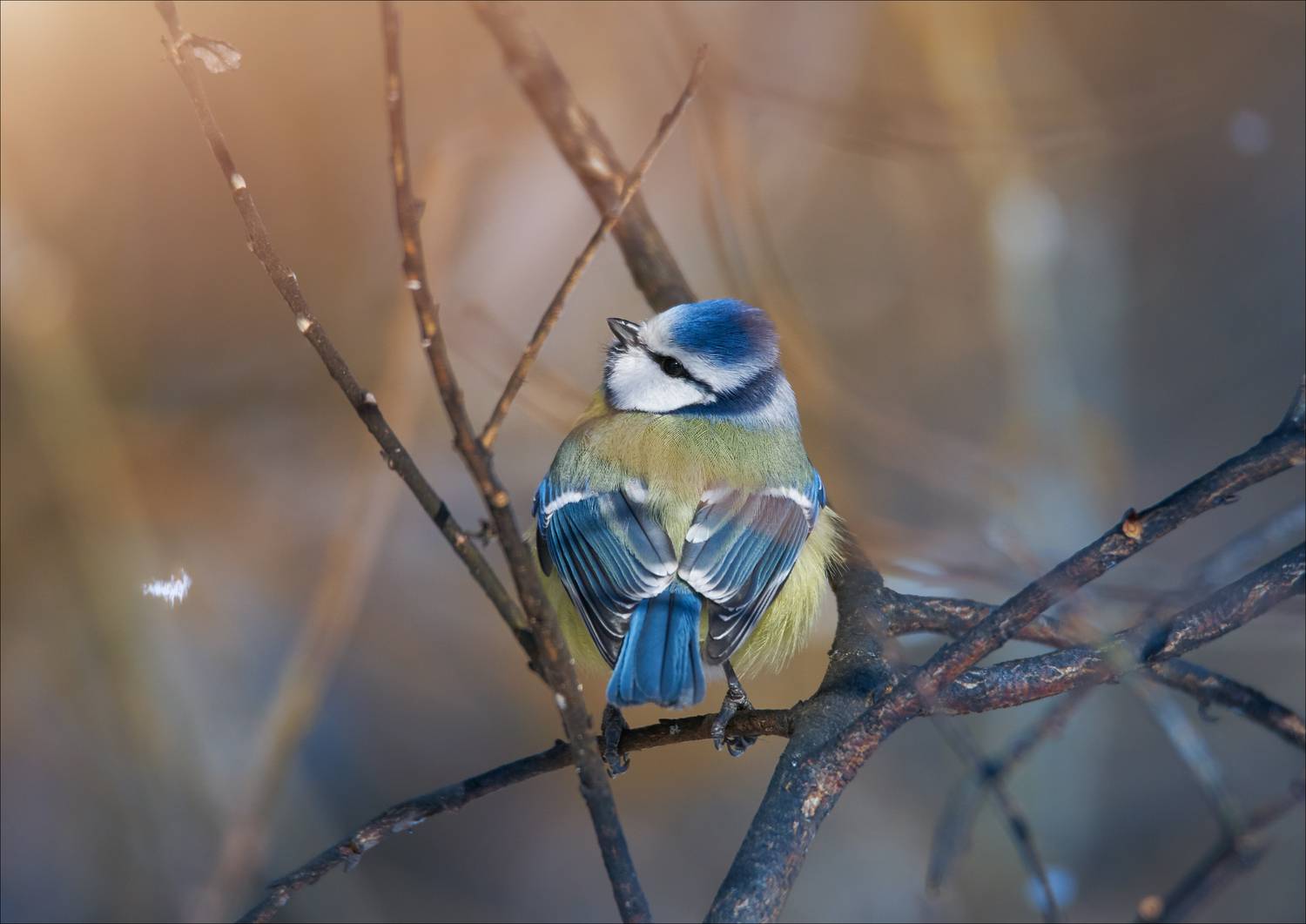 , Богорянов Алексей