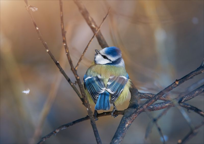 *** фото превью