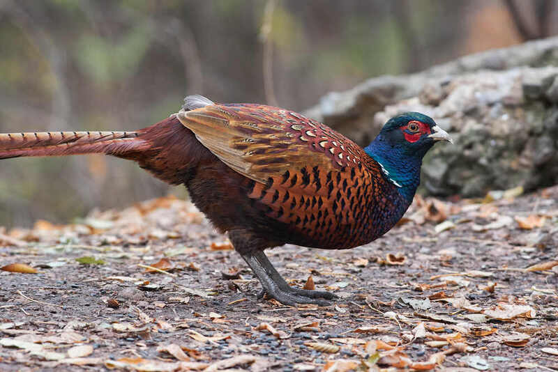 фазан, волгоград, птицы,  Фазан фото превью