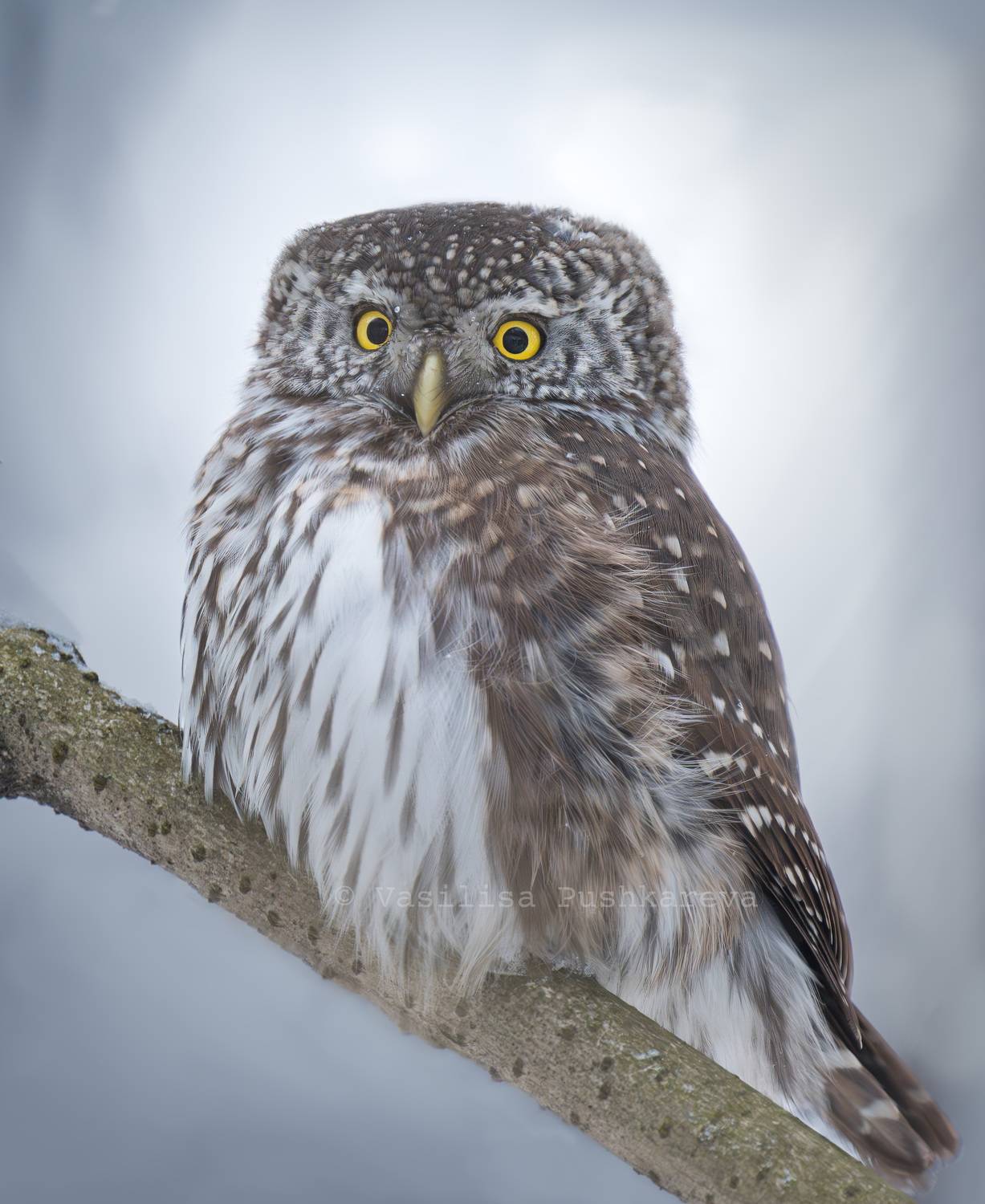 Воробьиный сыч , Пушкарева Василиса