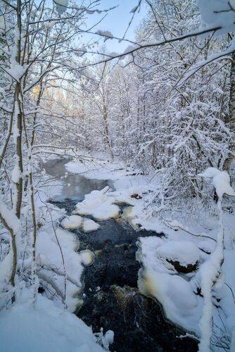 Лесной ручей