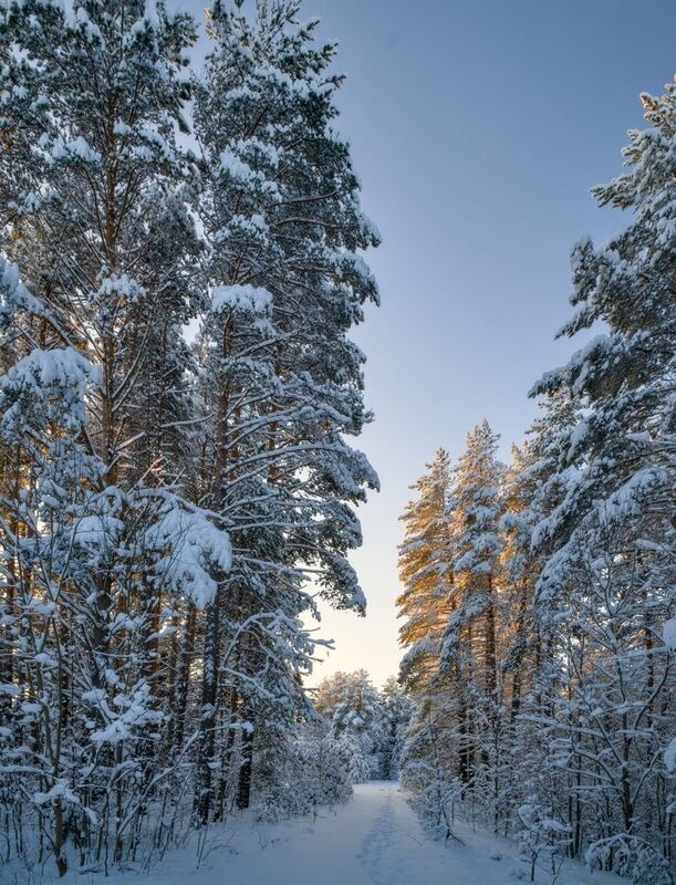 На лесной тропе фото превью