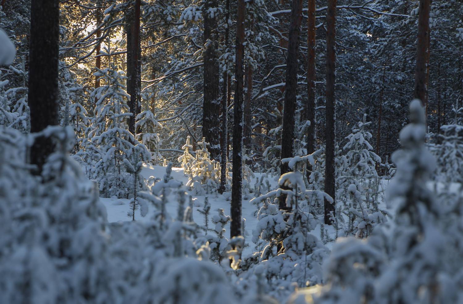 , Евгений Зинов