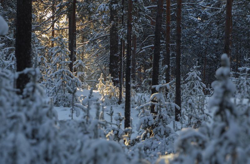 В Новогоднем лесу фото превью