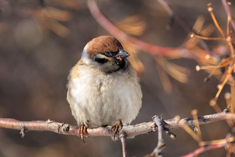 птица, воробей, Воробушек. (3 фото) фото превью