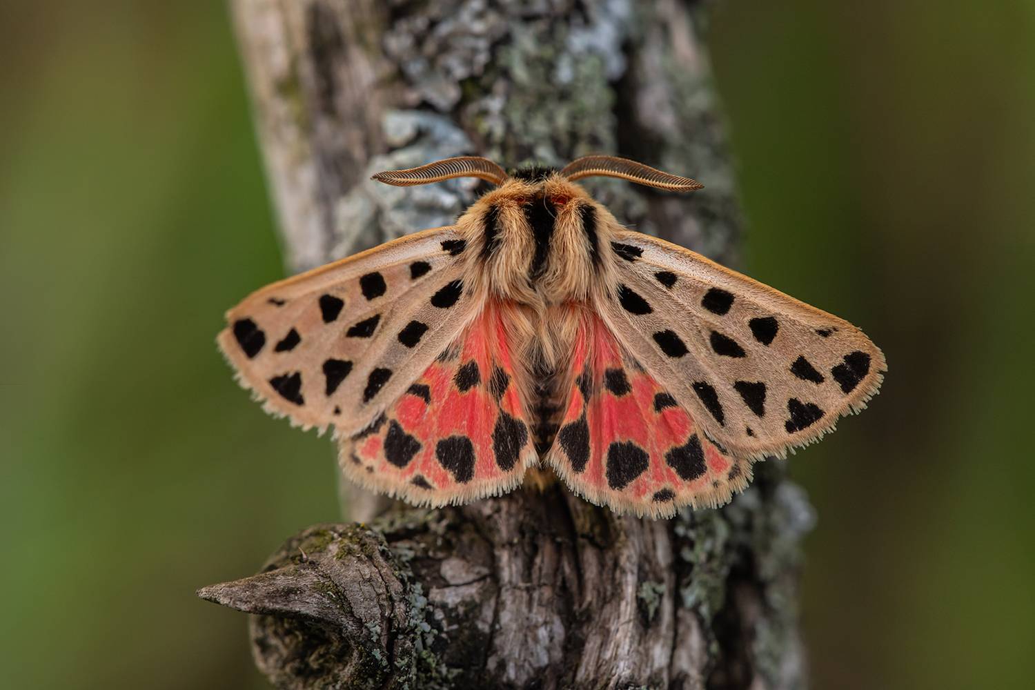 , Илья Михеев