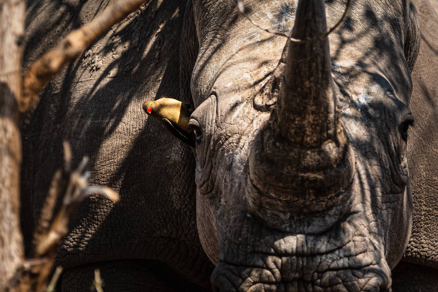 , Николаев Дмитрий