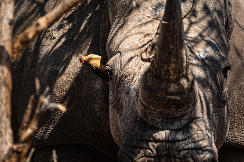 Пернатый спутник. фото превью