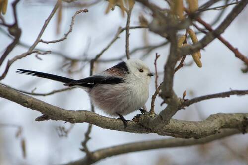Ополовник (Aegithalos caudatus)