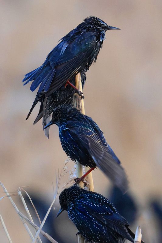 скворцы,озеро ак гёл,махачкала,дагестан, Скворцы.. фото превью