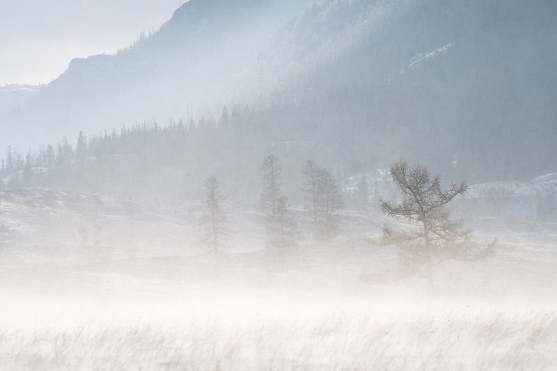 Поземок … Blizzard ... фото превью
