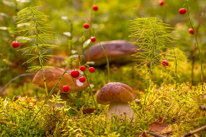 .... фото превью