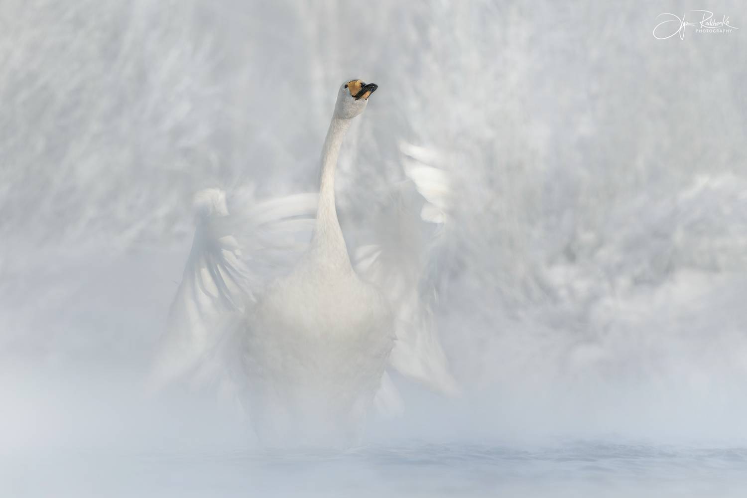 тебедь, лебедь-кликун, птицы, алтай, алтайский край, зима, туман, светлое, Рудченко Ольга