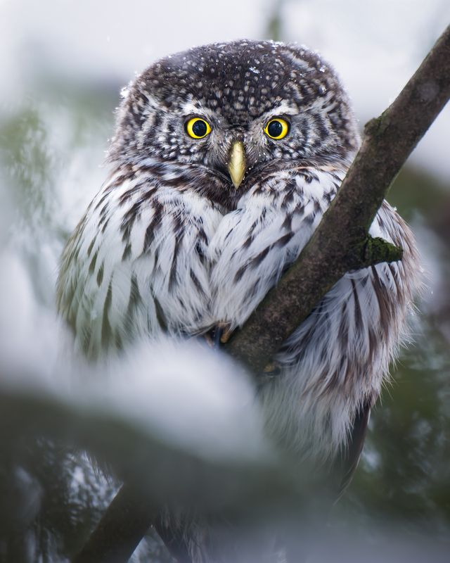 Воробьиный сыч (Glaucidium passerinum)  фото превью