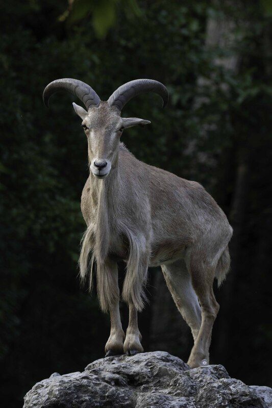 Barbary sheep фото превью