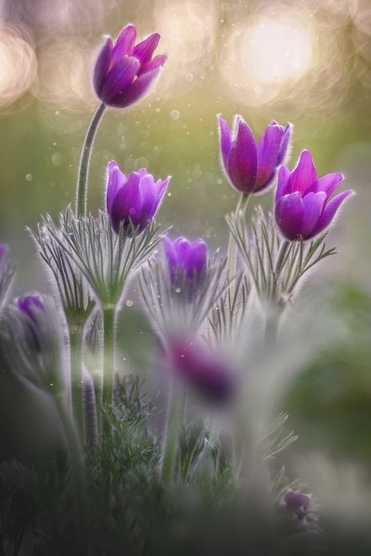 #сонтрава, #прострел, #весна, #цветы * фото превью