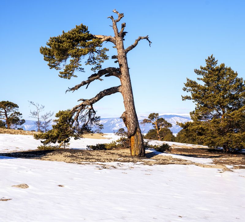 остов Ольхон, Байкал фото превью