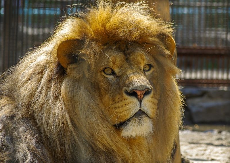 Лев Сэм фото превью