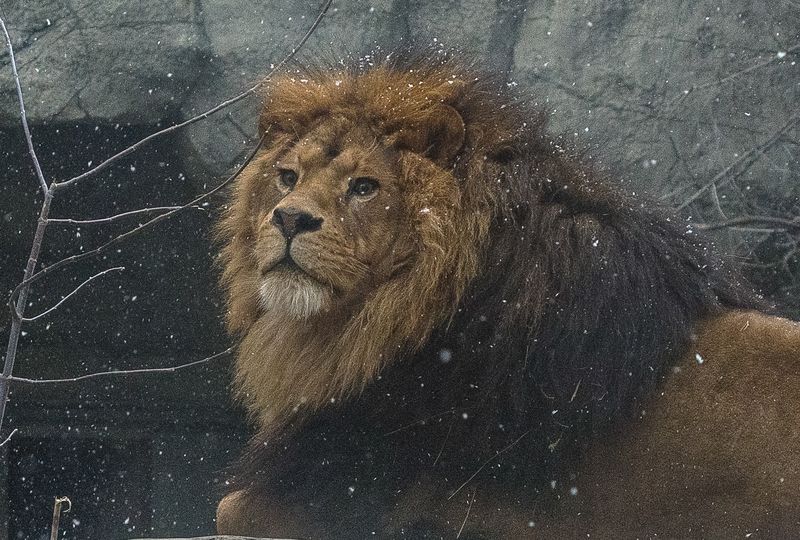 Лев Ричард фото превью