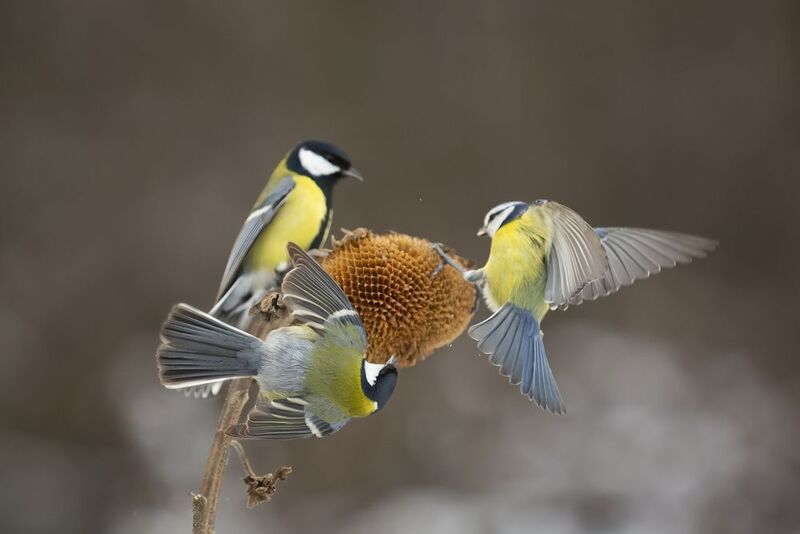 природа *** фото превью