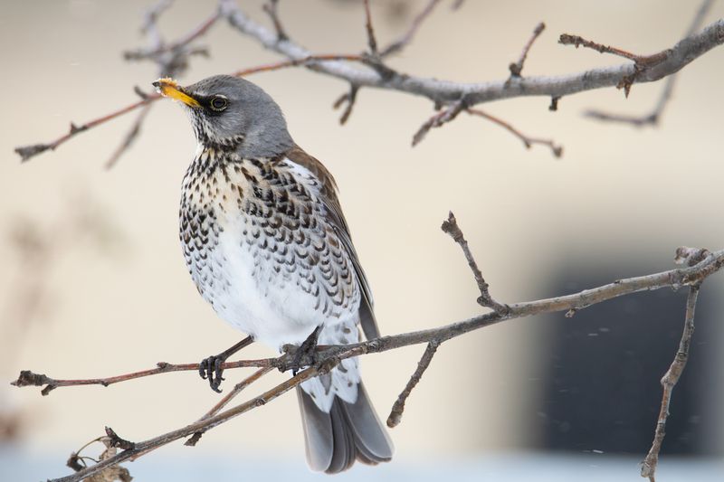 Дрозд-рябинник(лат. Turdus pilaris) фото превью