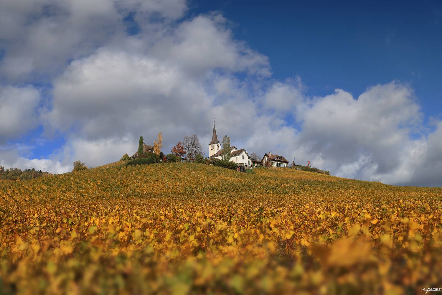 swiss, Матвеев Николай