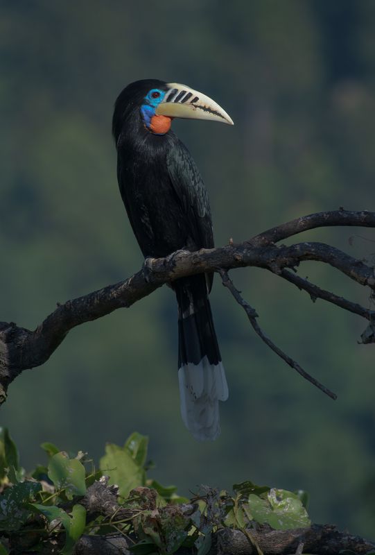HORNBILL фото превью
